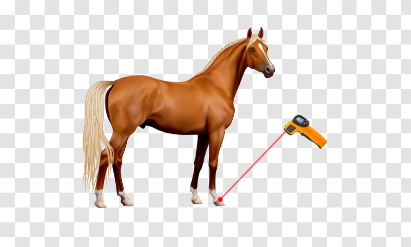 American Paint Horse Clip Art - Rein - Bridle Transparent PNG