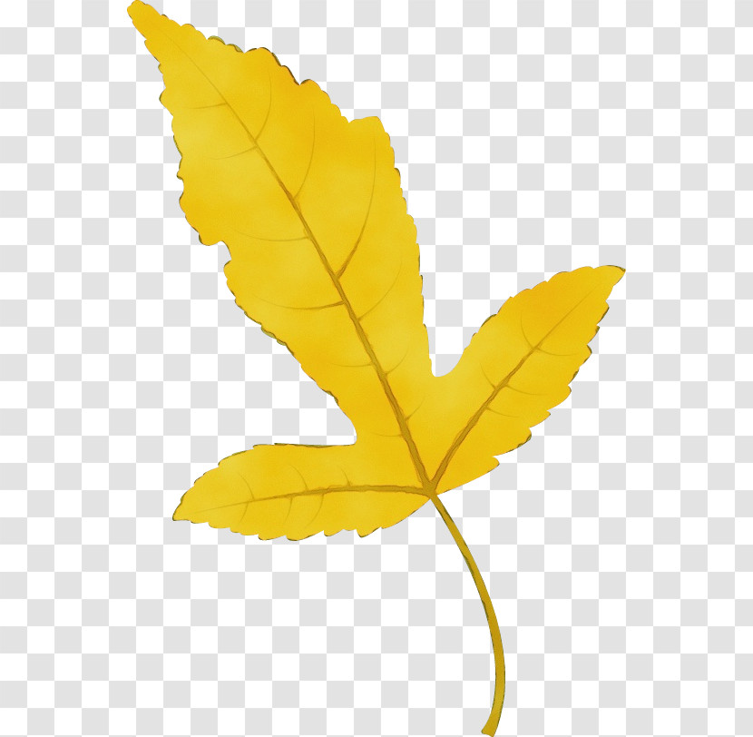 Plant Stem Leaf Flower Petal Maple Leaf / M Transparent PNG