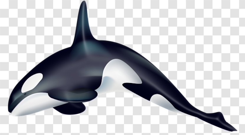 Killer Whale Cetacea Desktop Wallpaper Clip Art - Diagram - Common Minke Transparent PNG