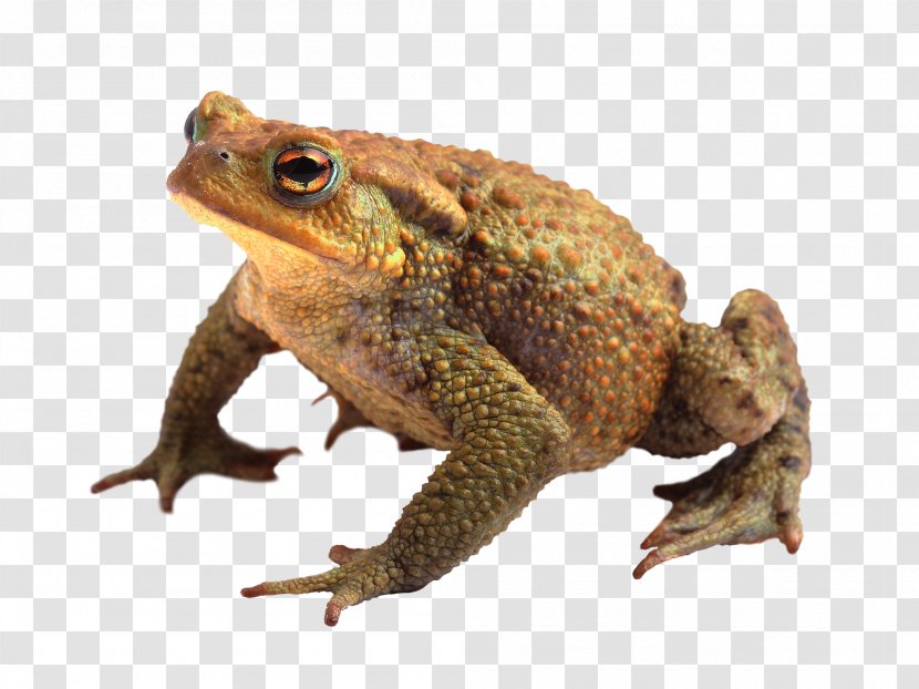 Frog Stock Photography Image Stock.xchng IStock - Common Toad Transparent PNG