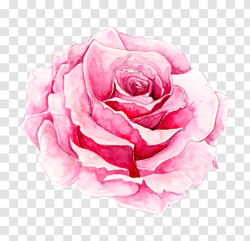 Rosa Chinensis Watercolor Painting Pink - Flowering Plant - Painted Rose Transparent PNG
