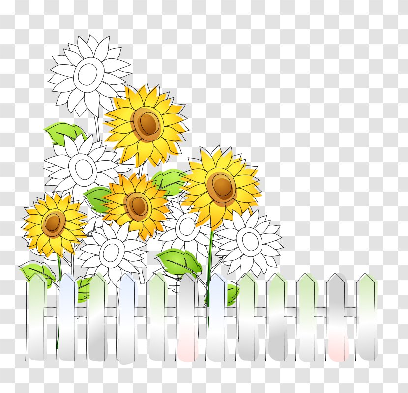 Common Sunflower Download - Chamaemelum Nobile - Background Decoration Picture Transparent PNG
