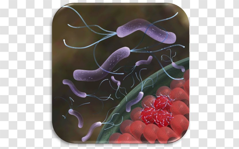 Helicobacter Pylori Infection Eradication Protocols Peptic Ulcer Disease - Bacteria Transparent PNG