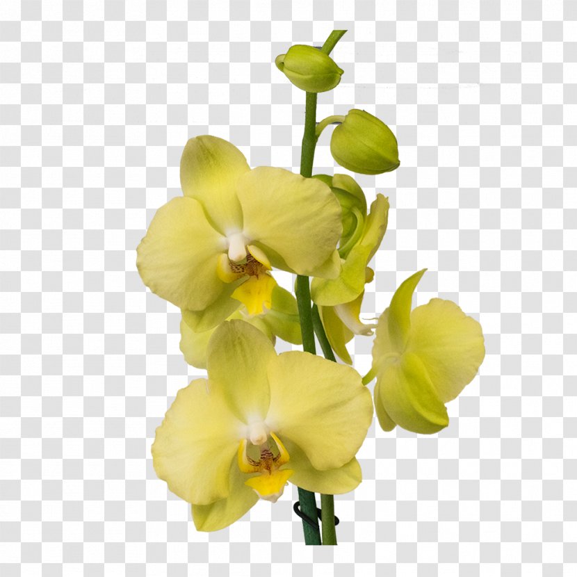 Moth Orchids Cut Flowers Plant Gayfeather Transparent PNG