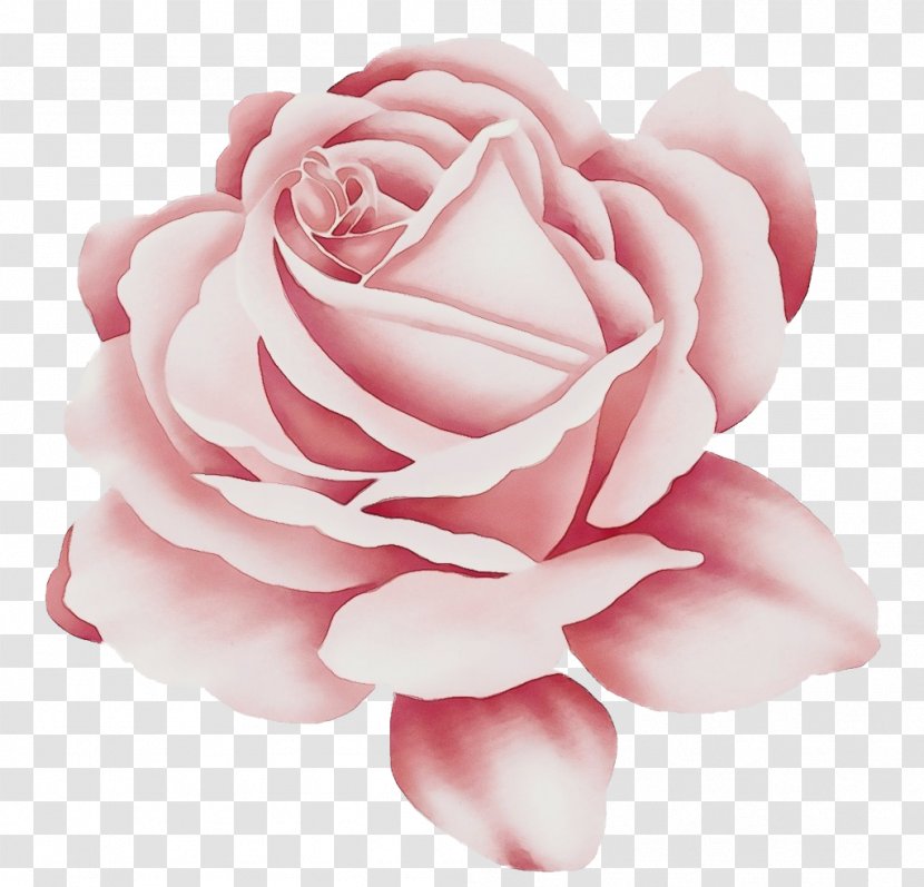 Black Pink Rose - Botany - Japanese Camellia Floribunda Transparent PNG