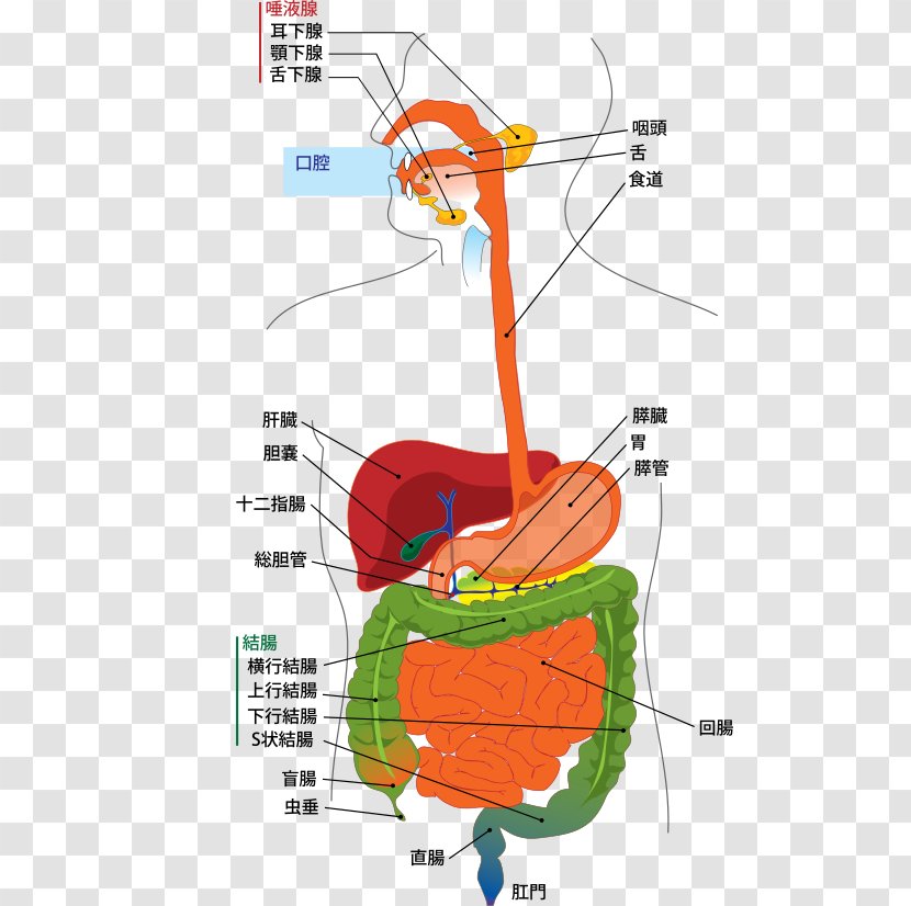 Human Digestive System Gastrointestinal Tract Digestion Diagram Body - Flower - Digestif Transparent PNG