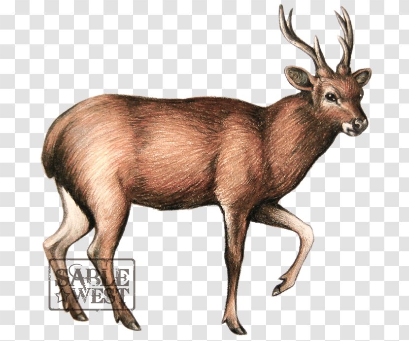 Sambar Deer Elk Javan Rusa Moose - Art - Professional Figure Transparent PNG