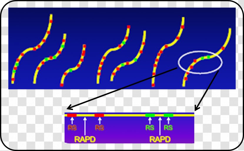 RAPD Genetic Marker Molecular Polymorphism Genome - Technology - Primer Transparent PNG