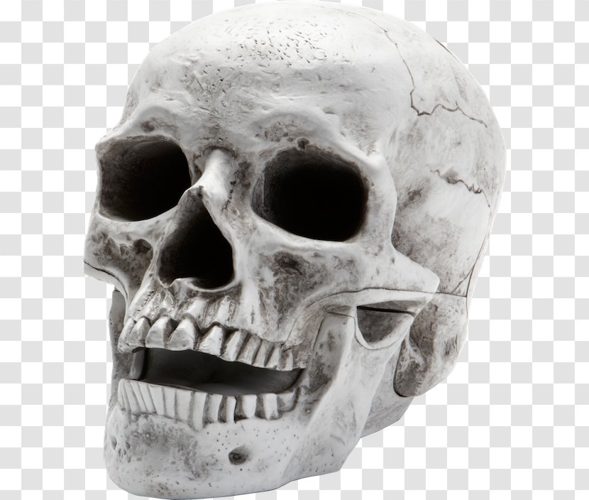 Skull Human Skeleton Homo Sapiens - Mouth Transparent PNG