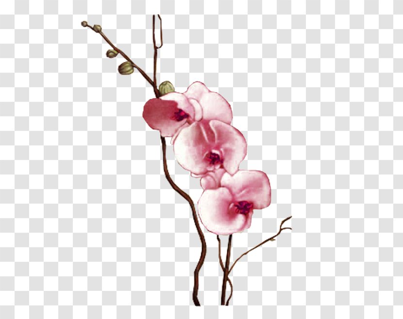 Flower Photography Clip Art - Moth Orchid Transparent PNG