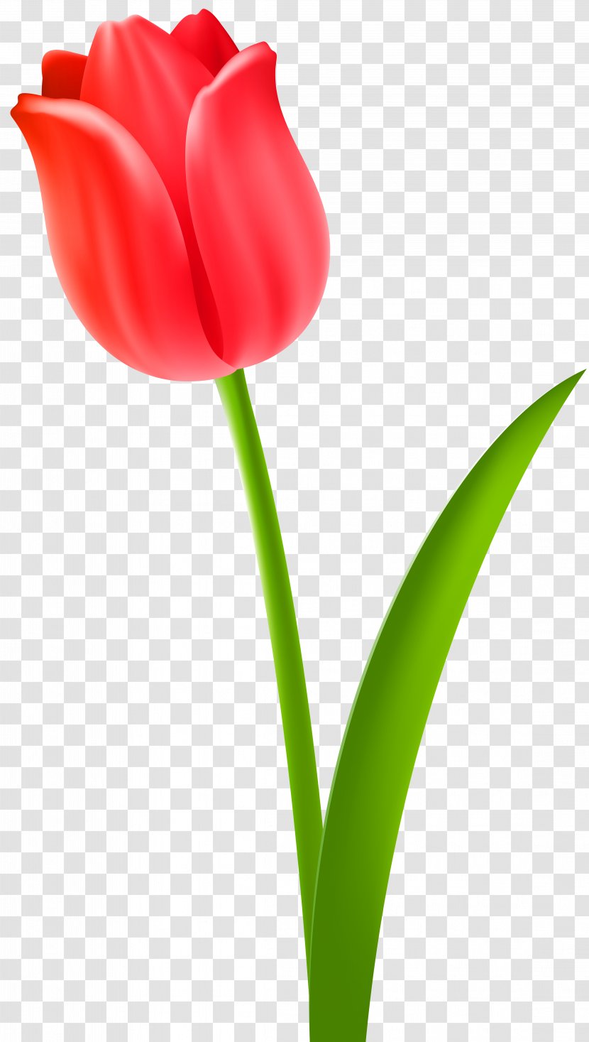 Tulip Desktop Wallpaper Clip Art - Close Up - Hello Spring Transparent PNG