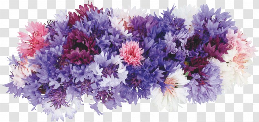 Information Photography Birthday - Plant - Violet Transparent PNG