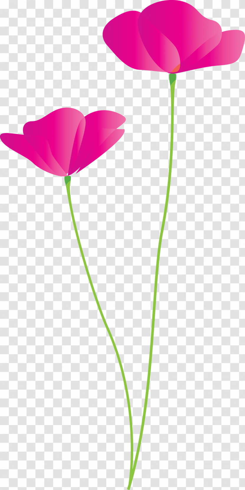 Poppy Flower Transparent PNG