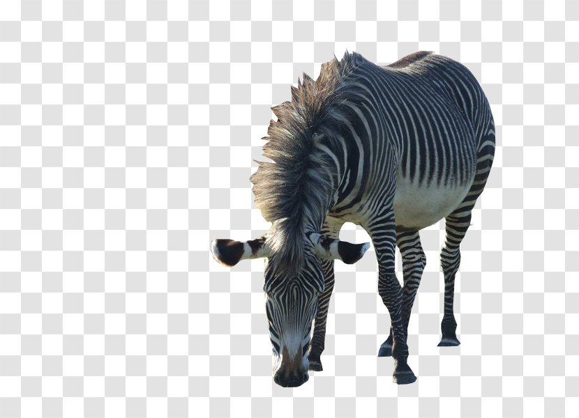 Quagga Zebra Mane Animal Neck Transparent PNG