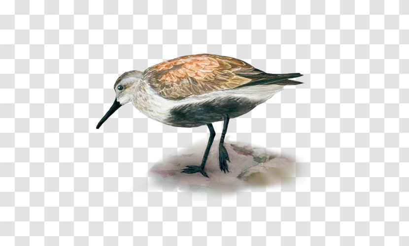 Dunlin Ruddy Turnstone Arctic Sanderling Bird - Shorebird - Calidrid Transparent PNG