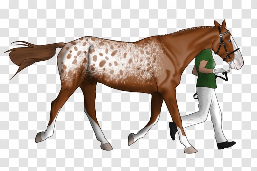 Mustang Foal Mare Stallion Rein - Pony - Chestnut Appaloosa Transparent PNG