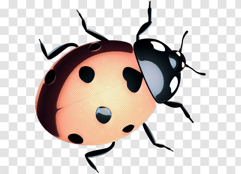 Beetle Clip Art Snout Membrane Insect - Darkling Beetles - Pest Transparent PNG