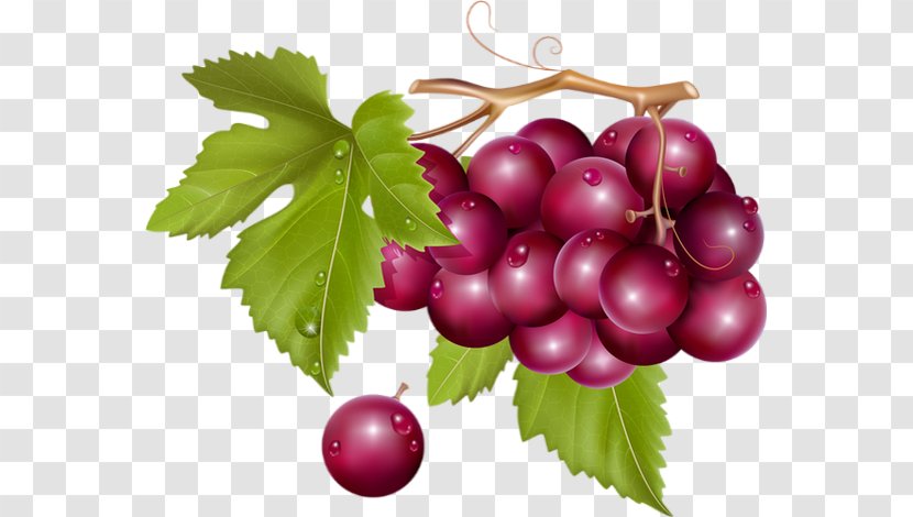 Wine Common Grape Vine Clip Art - Grapevine Family Transparent PNG