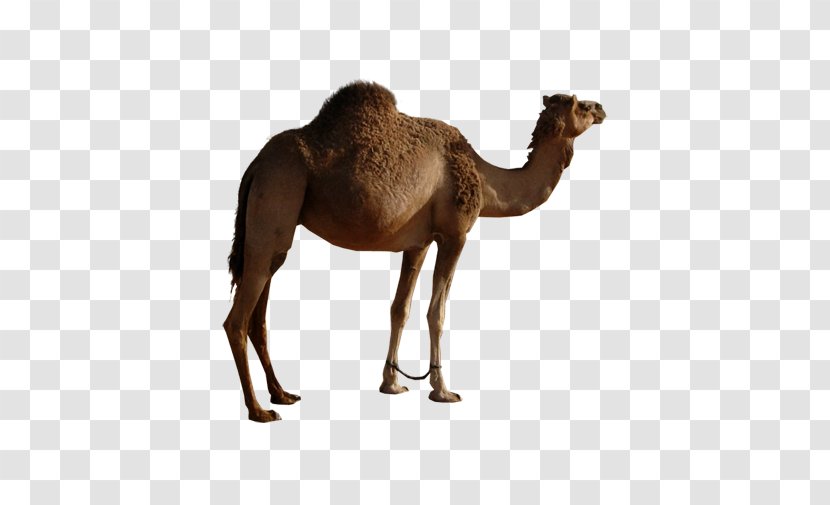 Bactrian Camel Dromedary Icon - Mammal - Mother Single Peak Transparent PNG