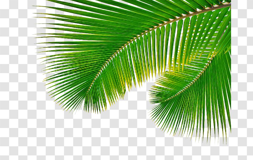 Palm Tree Leaf - Sabal Palmetto - Borassus Flabellifer Flower Transparent PNG