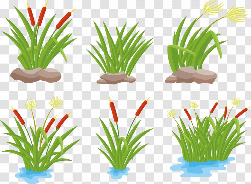 Drawing Arecaceae - Plant Stem - Pond Vector Transparent PNG