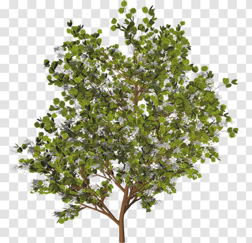 Tree Clip Art - Royal Dutch Shell - Arboles Transparent PNG