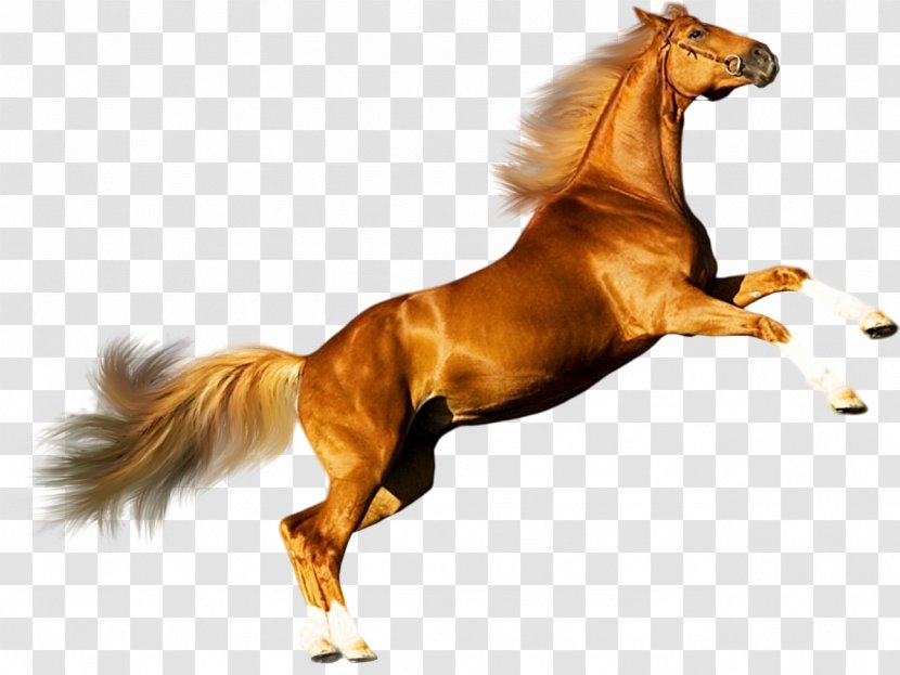 Mustang Andalusian Horse Arabian American Quarter Percheron - Stallion - Horses Transparent PNG