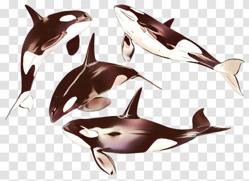 Dolphin Marine Mammal Killer Whale Cetacea Fin - Shortbeaked Common Bottlenose Transparent PNG