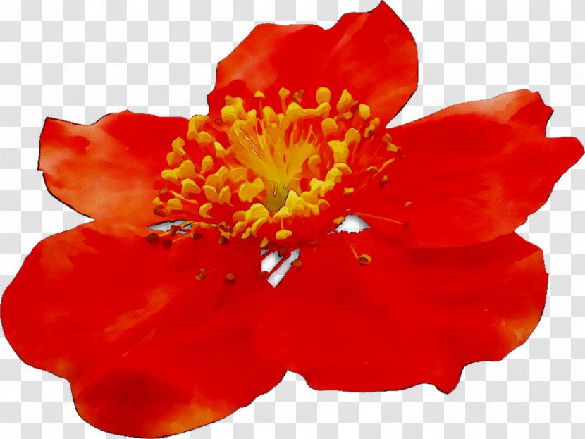 The Poppy Family Malvales Orange S.A. - Flowering Plant Transparent PNG