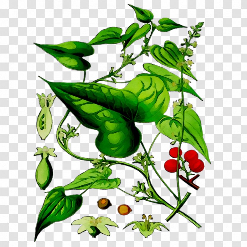 Dioscorea Communis Tamus Wild Yam Herbaceous Plant - Flowering Transparent PNG