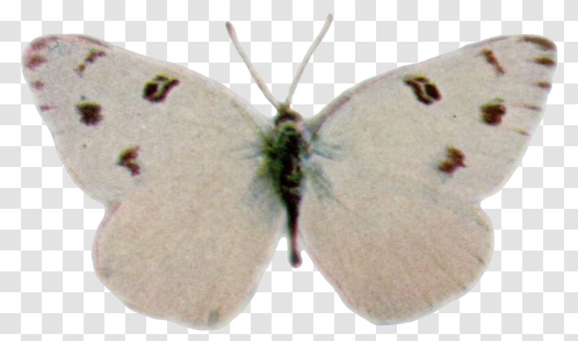 Clouded Yellows Brush-footed Butterflies Gossamer-winged Moth Butterfly - Proto Transparent PNG
