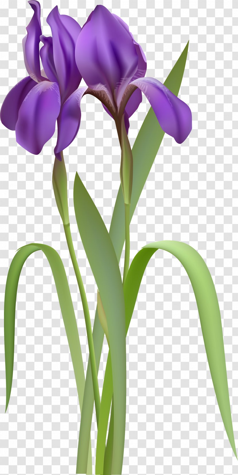 Iris Versicolor Clip Art - Lilac - Spring Flower Clipart Transparent PNG