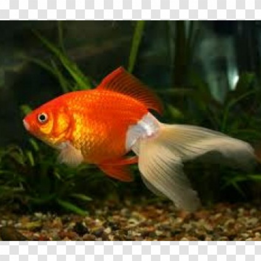 Fantail Oranda Ryukin Comet Black Telescope - Ornamental Fish - Goldfish Transparent PNG