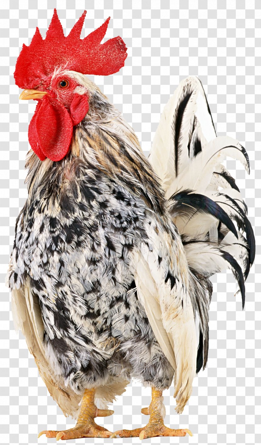 Rooster Rhode Island Red Japanese Bantam Cochin Chicken Broiler - Poultry - Of Barcelos Transparent PNG