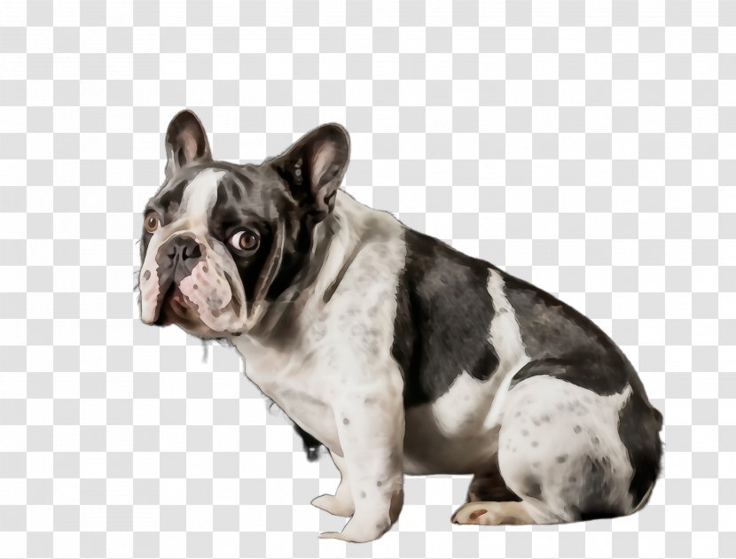 French Bulldog - Dog - Toy Snout Transparent PNG