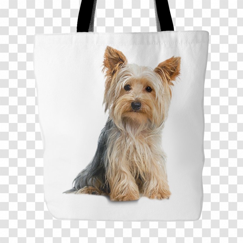 Yorkshire Terrier Australian Silky American Pit Bull Cattle Dog - Puppy Transparent PNG