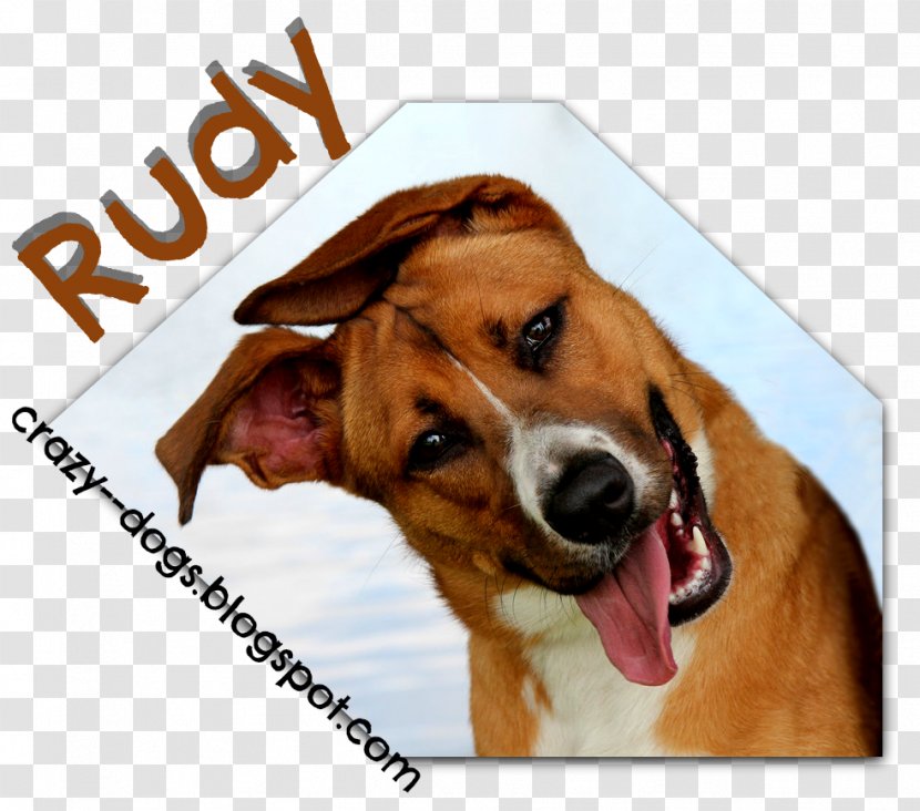 English Foxhound Beagle Harrier Dog Breed Treeing Walker Coonhound - Crazy Transparent PNG