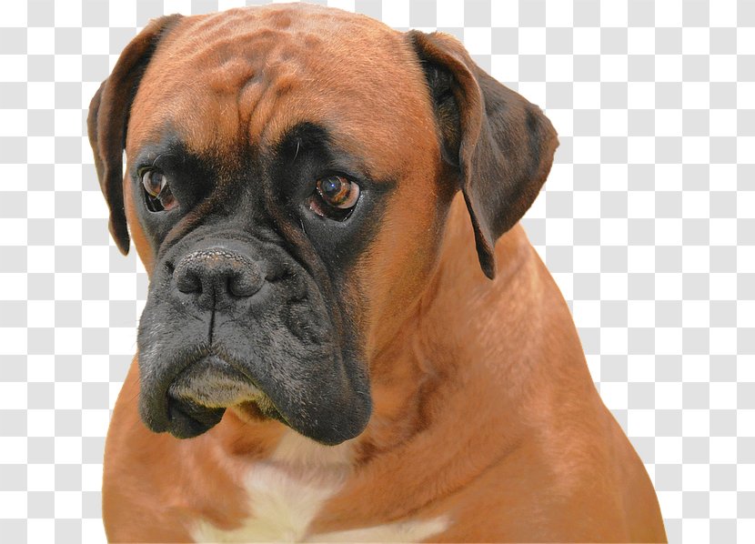 Boxer Puppy High-definition Television Dog Breed Wallpaper - Companion - Orange Transparent PNG