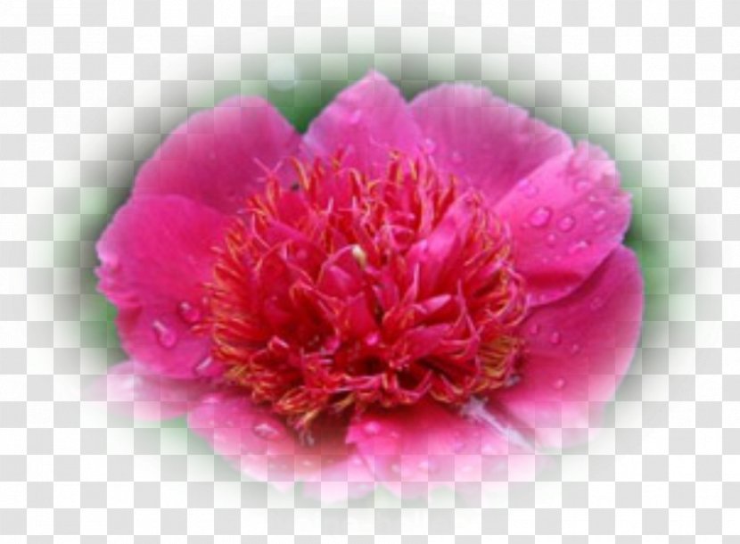Peony Stock Photography Royalty-free - Royaltyfree Transparent PNG