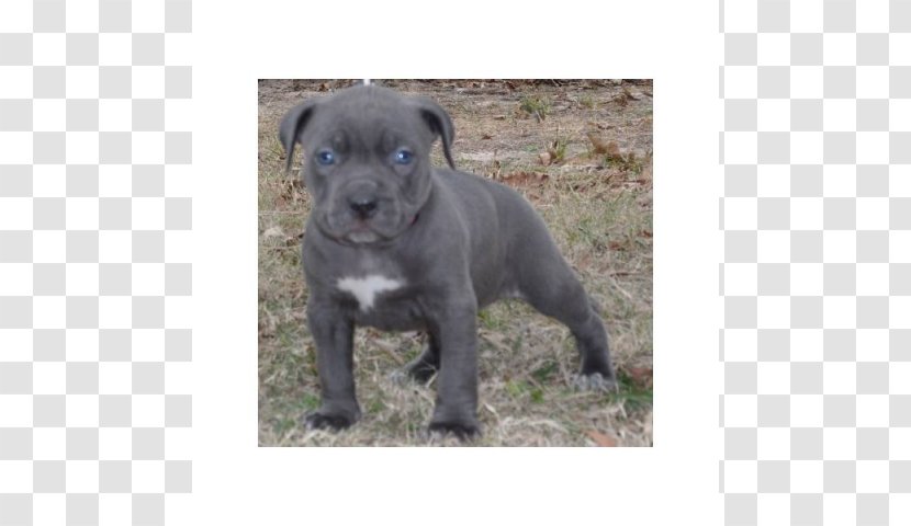 Patterdale Terrier American Pit Bull Staffordshire Transparent PNG