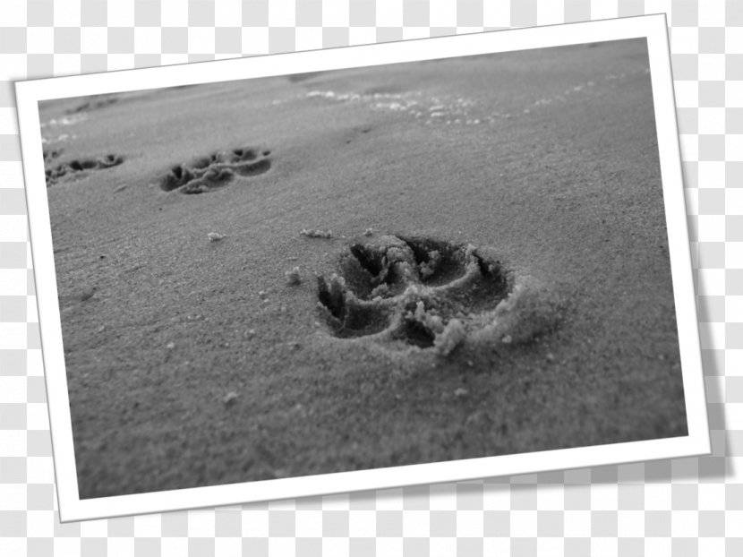Beach Dog Seaside Resort Hotel Paw - Footprint Transparent PNG