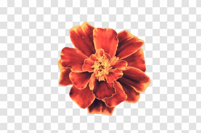 Flowers Background - Meaning - Peach Zinnia Transparent PNG