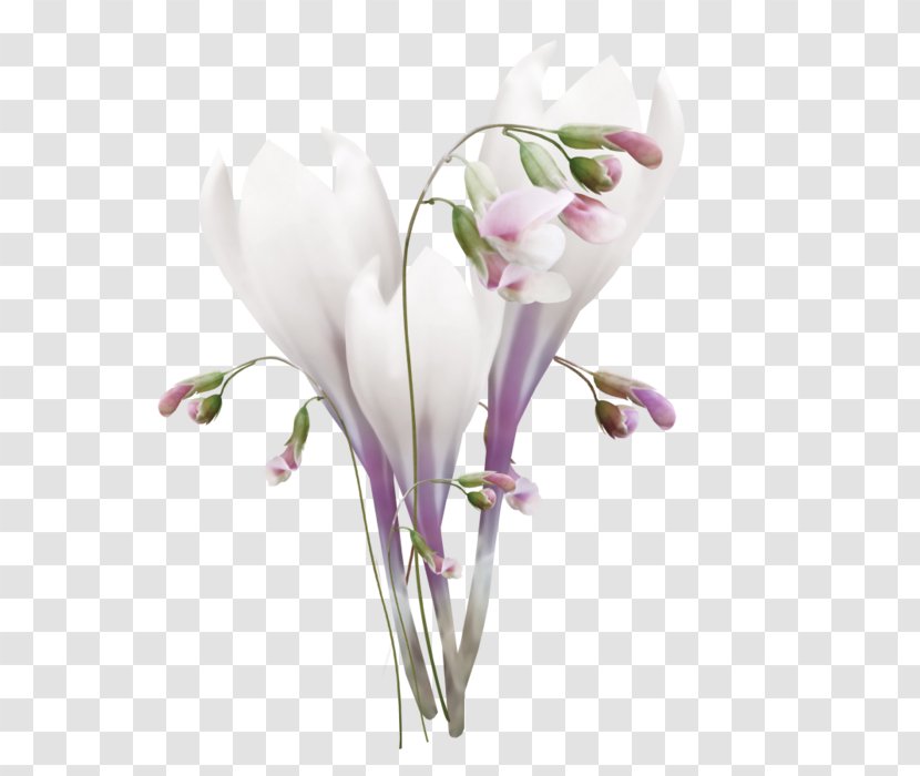 Floral Design Cut Flowers Magnolia Family Plant Stem - Lilac - Flower Transparent PNG