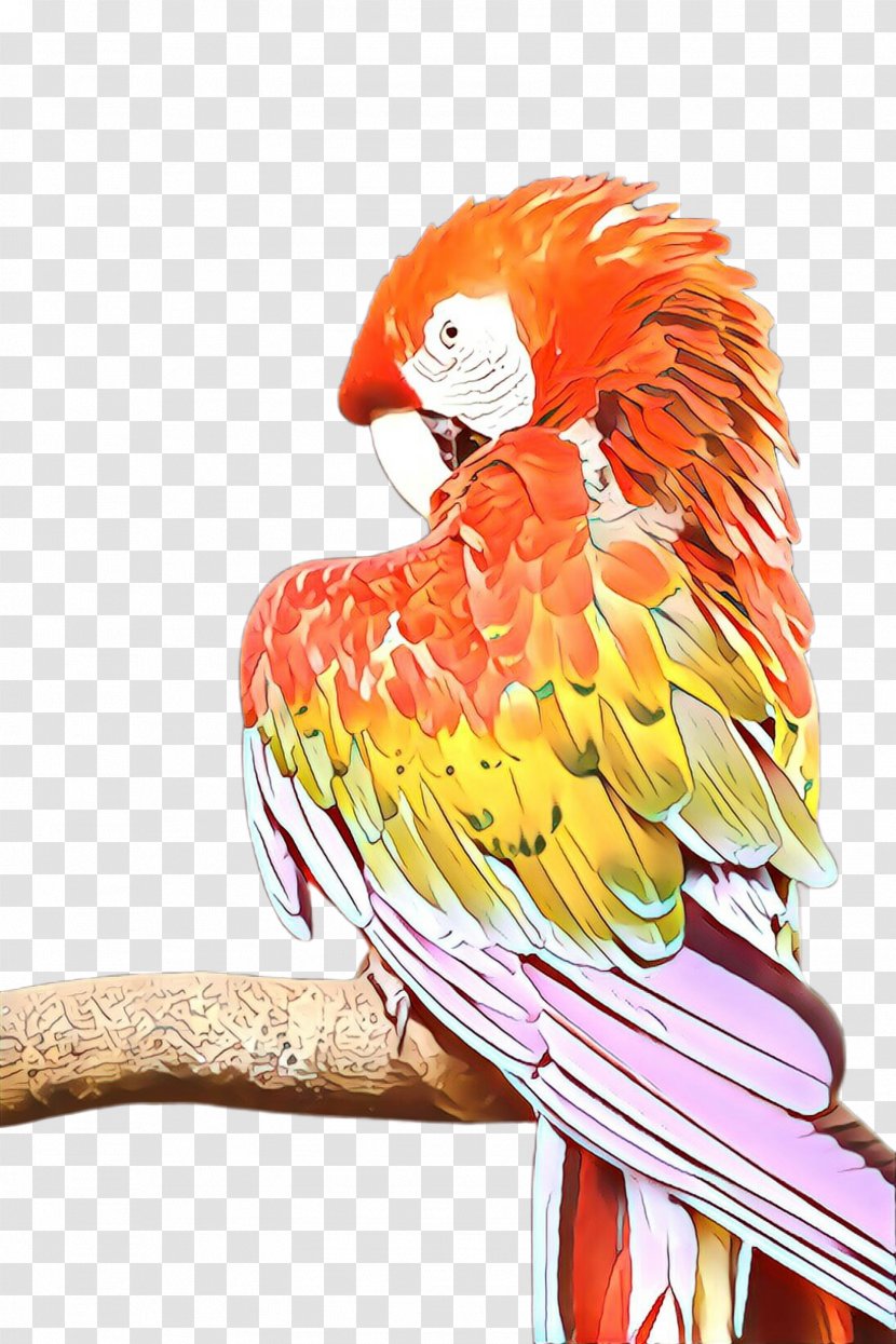 Bird Parrot - Cartoon - Lovebird Transparent PNG