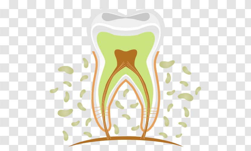 Dentistry Human Tooth Pulp - Flower - Stereoscopic Anatomy Of Teeth Transparent PNG