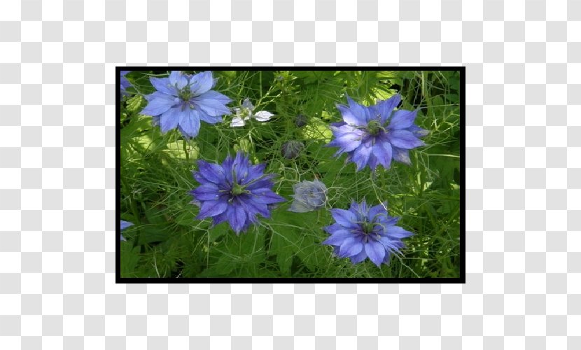 Crane's-bill Groundcover Annual Plant Anemone Lawn Transparent PNG