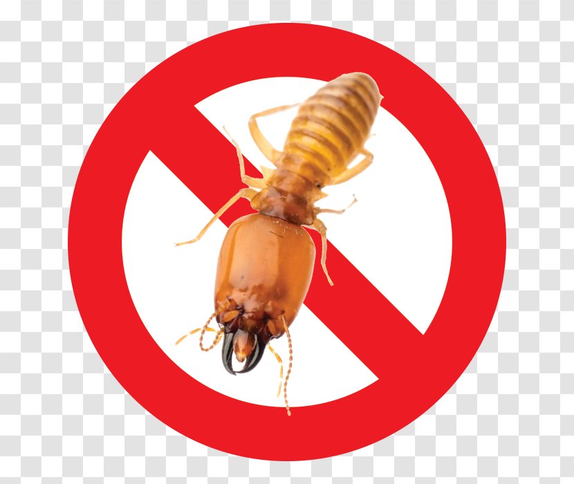 Zazzle Sticker Sign Symbol - Organism - Big D Pest And Termite Services Transparent PNG