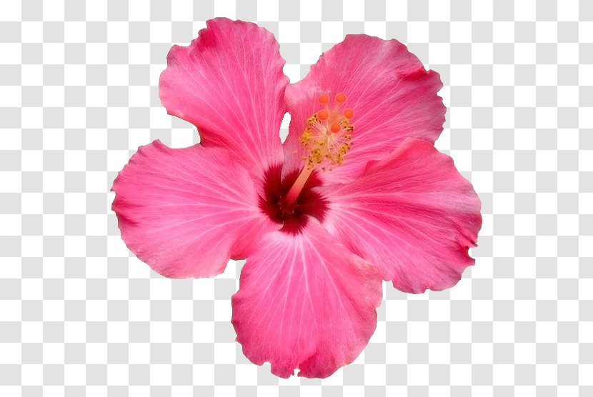 Shoeblackplant Pink Flowers Rose Genus - Flower Transparent PNG
