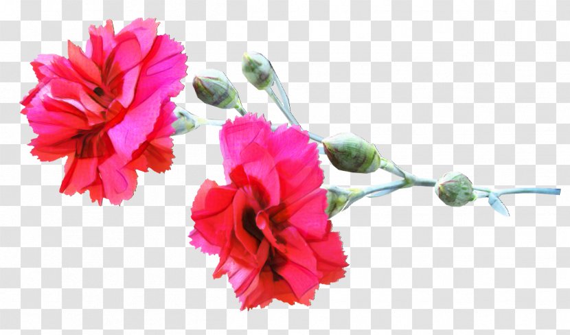 Carnation Cut Flowers New Mexico State Bird - Flowering Plant Transparent PNG