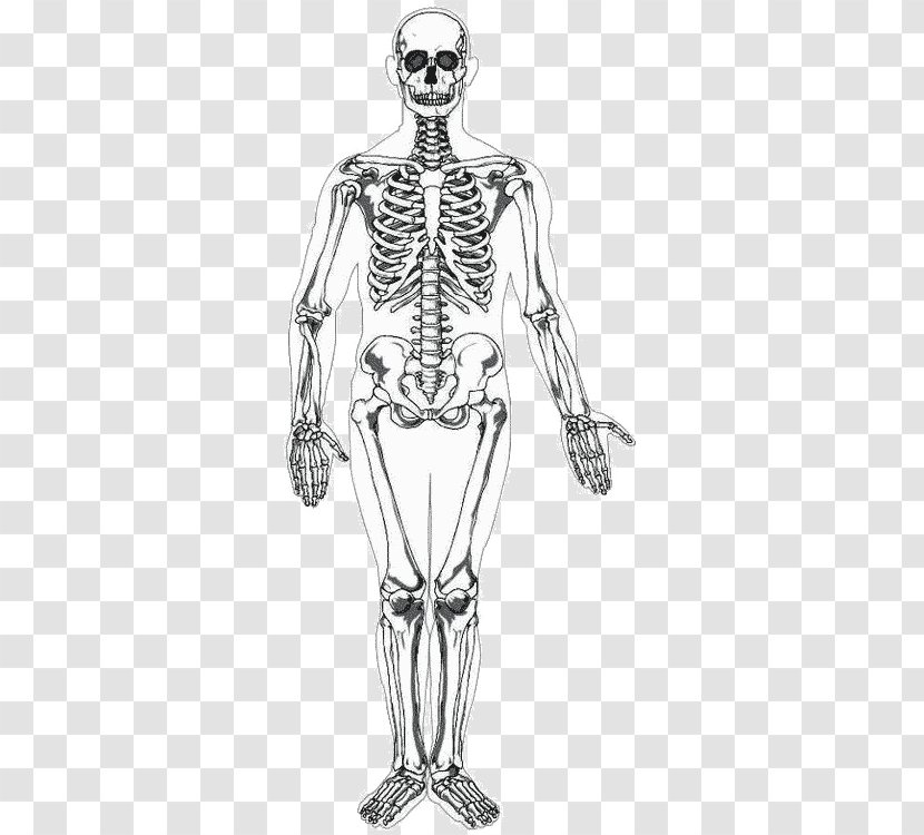 Human Skeleton Body Homo Sapiens Drawing - Heart - Bones Transparent PNG